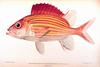 Yellow-striped Squirrelfish (Sargocentron ensifer)