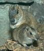 Rock Cavy (Kerodon rupestris) with young