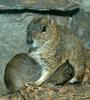 Rock Cavy (Kerodon rupestris) nursing