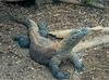 Komodo Dragon (Varanus komodoensis)