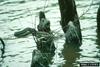 Plain-bellied Water Snake (Nerodia erythrogaster)