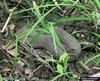 Northern Water Snake (Nerodia sipedon)