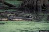 Brown Water Snake (Nerodia taxispilota)