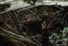 Townsend's Solitaire (Myadestes townsendi) chicks in nest