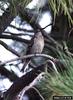 Townsend's Solitaire (Myadestes townsendi)