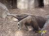 NEW ORLEANS ZOO OPENS AFTER KATRINA