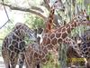 NEW ORLEANS ZOO OPENS AFTER KATRINA