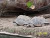 NEW ORLEANS ZOO OPENS AFTER KATRINA