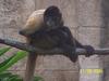 NEW ORLEANS ZOO OPENS AFTER KATRINA