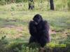 PENSACOLA ZOO AFTER KATRINA