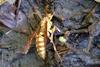 Parapolybia varia (Lesser Parapolybia Paper Wasp)