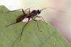 Ichneumonid Wasp (Ichneumonidae)