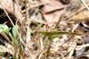 Phaneroptera falcata (Sickle-bearing bush-cricket)