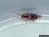 Striped Earwig (Labidura riparia)