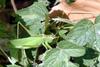 Katydid