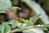Katydid