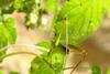 Katydid