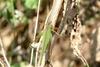 Katydid