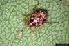 Predaceous Plant Bug (Deraeocoris brevis) nymph