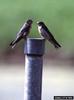 Tree Swallow (Tachycineta bicolor)