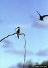 Tree Swallow (Tachycineta bicolor)