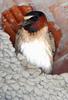 Cliff Swallow (Petrochelidon pyrrhonota)