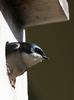 Tree Swallow (Tachycineta bicolor)