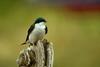 Tree Swallow (Tachycineta bicolor)