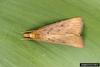 Waterhyacinth Moth (Xubida infusella)