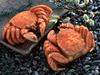 Crab