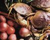 Crab