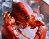 Lobster