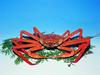 Spider Crab