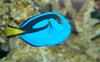 Blue Tang (Paracanthurus hepatus)