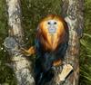 Golden-headed Lion Tamarin (Leontopithecus chrysomelas)