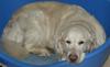 My golden retriever Bonnie in her bed