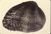 Birdwing Pearly Mussel (Lemiox rimosus)