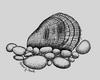 Oyster Mussel (Epioblasma capsaeformis)