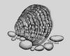 Fanshell (Cyprogenia stegaria)