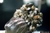 Zebra Mussel (Dreissena polymorpha)