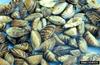 Zebra Mussel (Dreissena polymorpha)