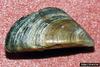 Zebra Mussel (Dreissena polymorpha)