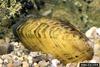 Cracking pearlymussel (Hemistena lata)