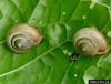 Carthusian Snail (Monacha cartusiana)