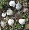 Carthusian Snail (Monacha cartusiana)