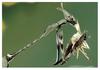 Alien mantis?