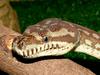 Bredl Python