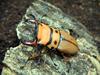 stag beetle?
