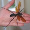 Tarantula hawk wasp