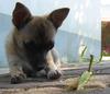 mantis vs puppy